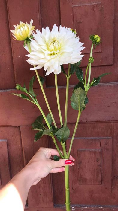 Dalie białe korzenie bulwy