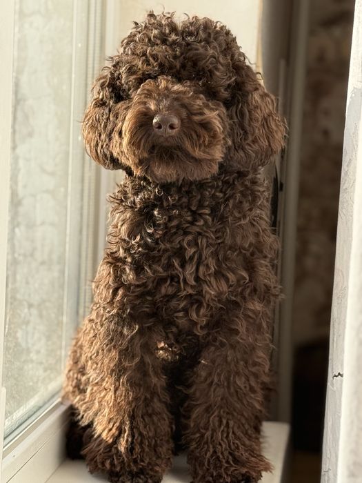 Вязка пудель шоколадний/коричневий