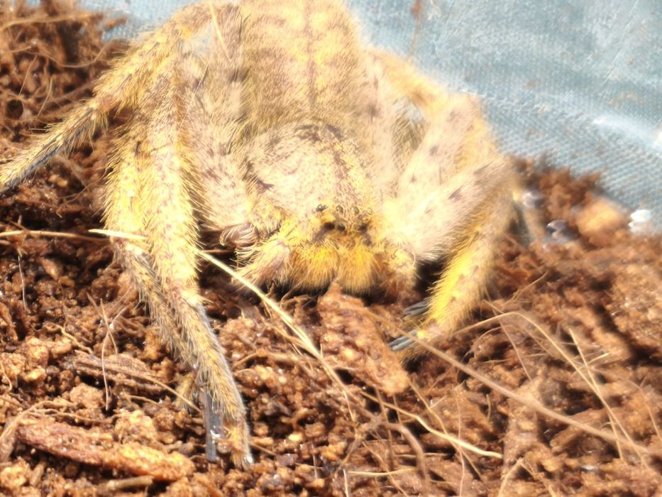 Heteropoda davidbowie – jaskrawy pająk spachacz, prawdopodobnie samica