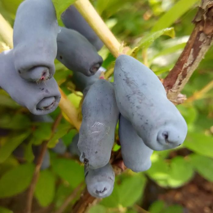 Хурма Ківі Черешня Персик Яблуня Груша Абрикоса Магнолія Рододендрон