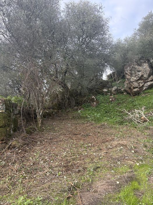 Desmatações e podas de arvores