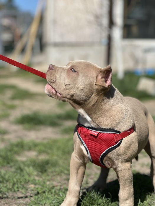 Американский Буллі стандарт