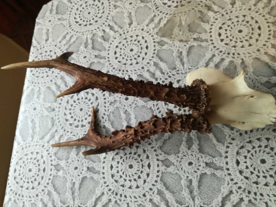 3 sztuki , ładnych kozłów