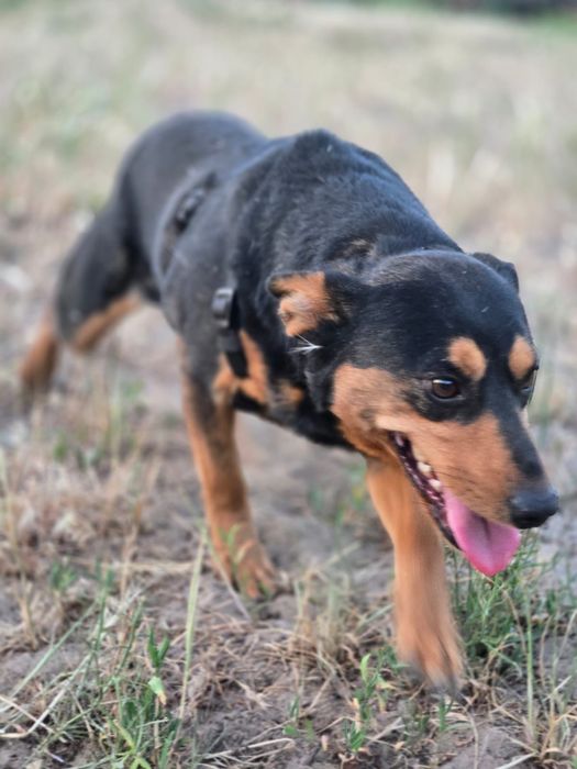Отдам пса-компаньона, метис таксы, 2 года, кобель