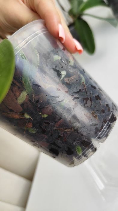 Орхідея терміново