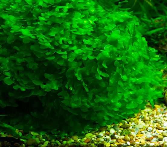 Ломариопсис линеата. Аквариумные растения