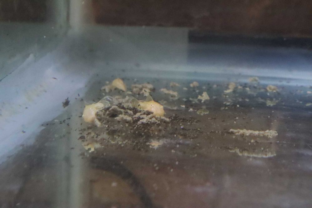 Ancistrus Gold Albino | Criação Própria | Juvenis Saudáveis