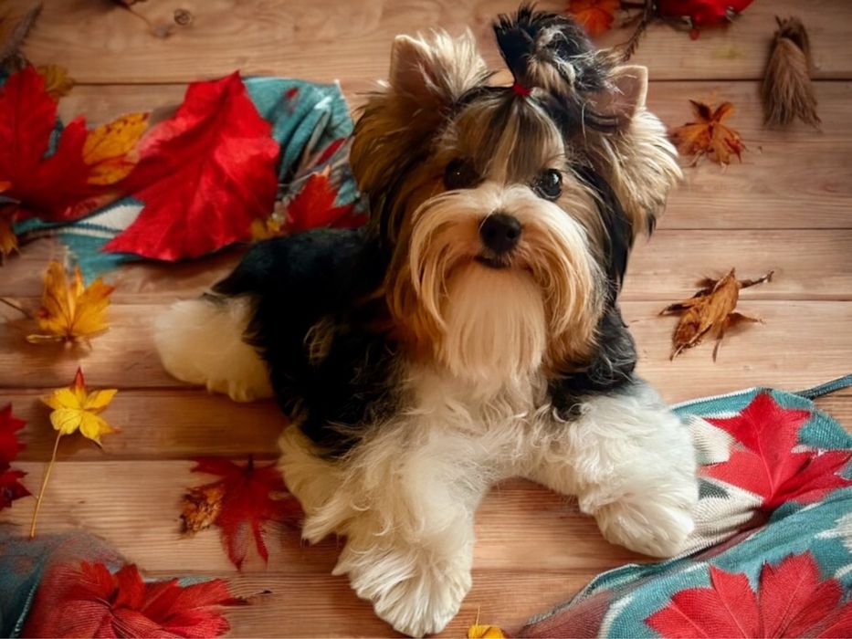 York Biewer - piesek 100% biewer