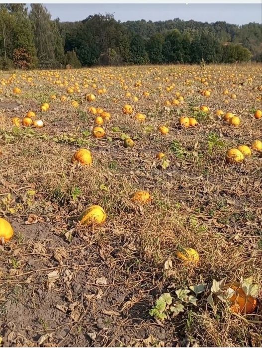 Продам гарбузове насіння