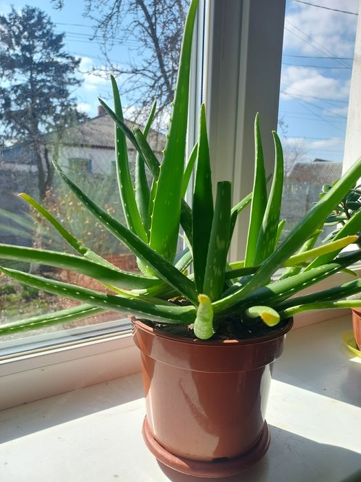 Алое вера сукулент