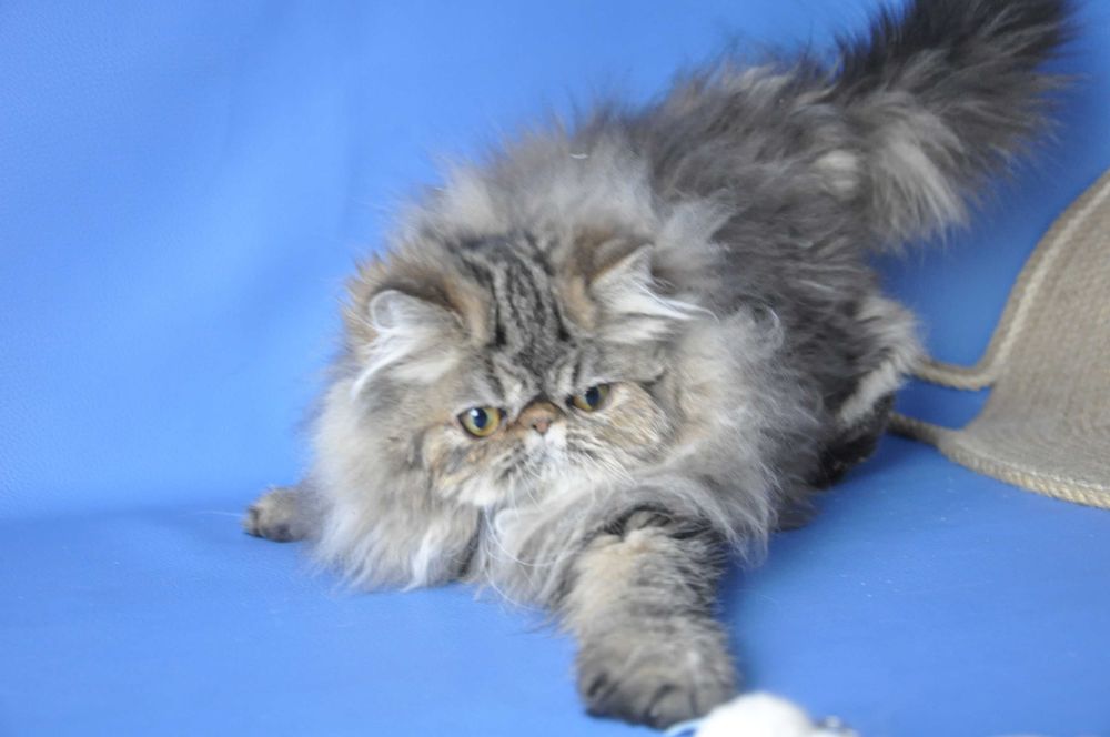 Персидская девочка экстримального типа с личиком бэби фейс