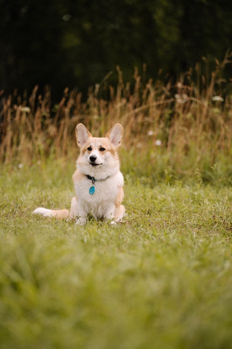 Welsh corgi pembroke
