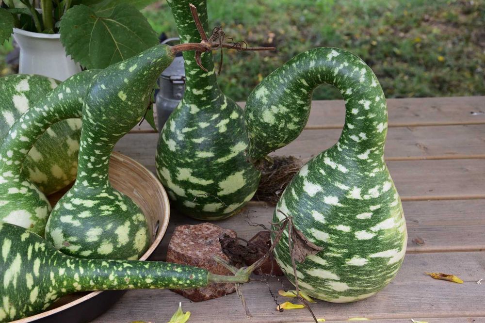 Abóboras Pescoço de Ganso