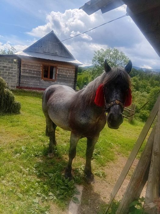 Продам молодого доброго коня
