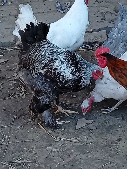 kogut brahma srebrna