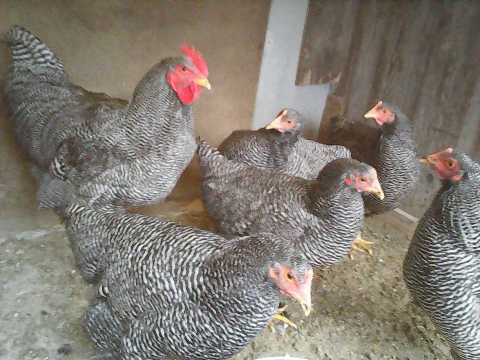 Jajka lęgowe Plymouth Rock