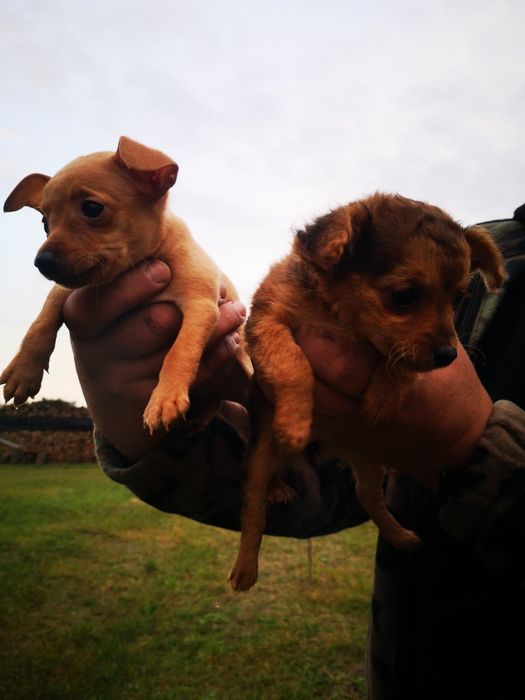 Пражські крисарикі цуценята