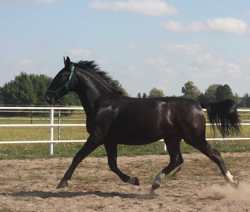 *** Młoda klacz śląska ***