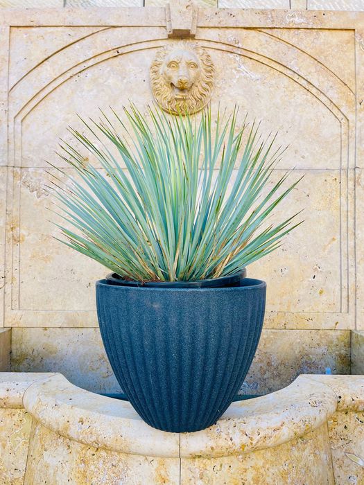 Yucca Rostrata Juka 60-80cm mrozoodporna -20