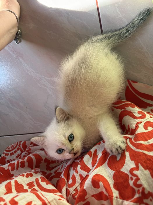 Шатландське котеня