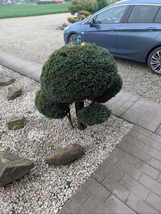 Dwa drzewka bonsai