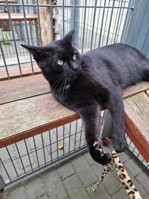 Czarny Kraken wypatruje domu zza krat częstochowskiego schroniska