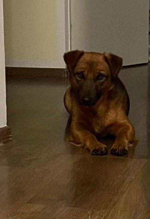 Psi ideał -malutki Maksio szuka domu.