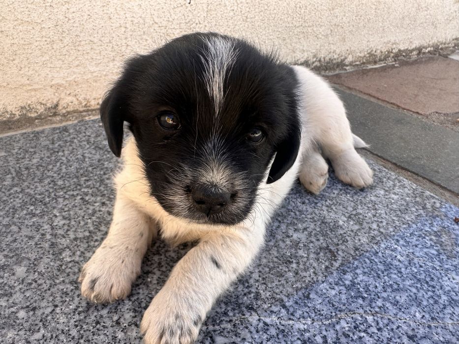 Cachorro para adoção