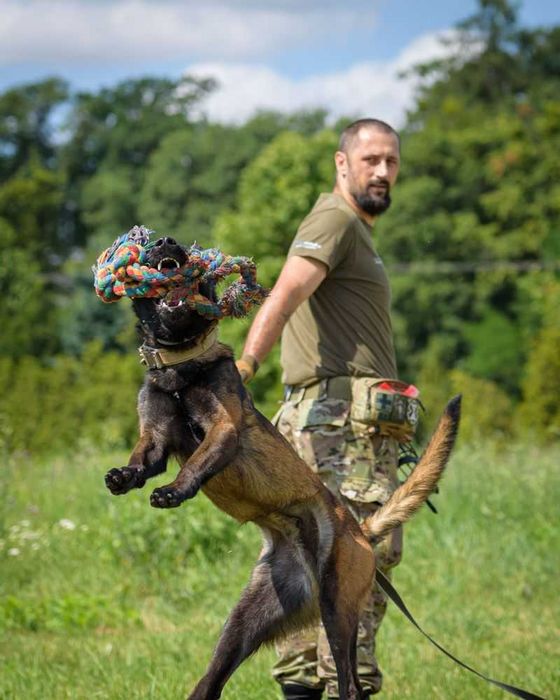 Nico-młody pies w typie owczarek belgijski malinois dla doświadczonych