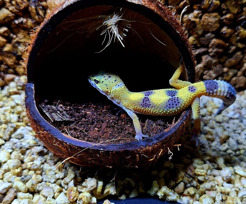 Gekonki lamparcie samice