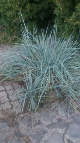 Мискантус и другие растения