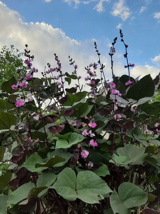Доліхос(в'юнкий бузок), насіння.