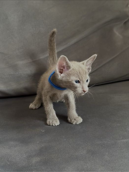 Ориентальный лиловый мальчик