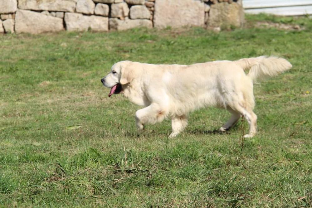 Serviço de Hotel Canino