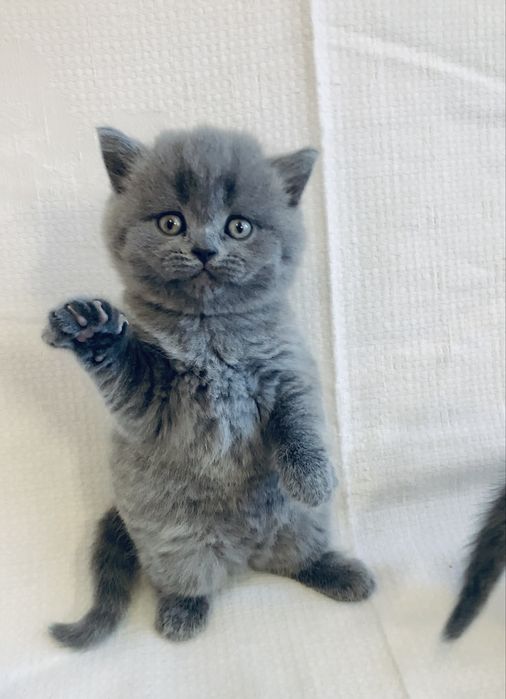 Неймовірна дівчинка страйт