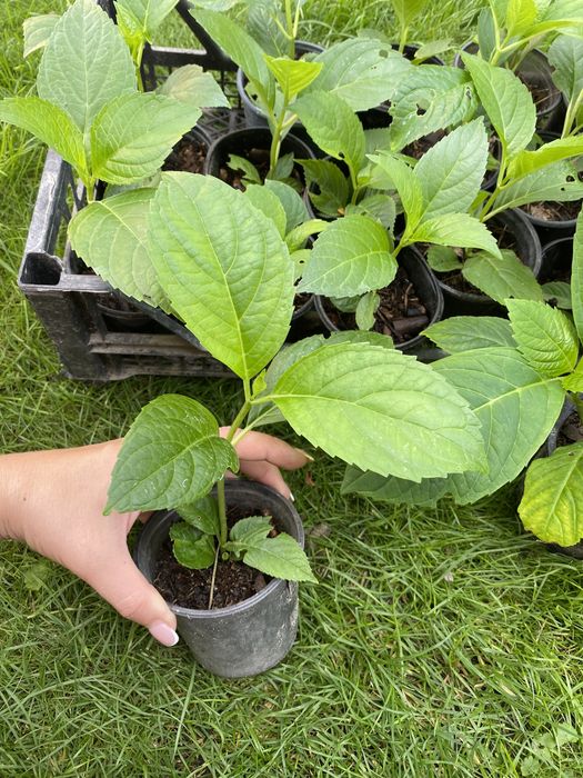 Гортензія широколиста