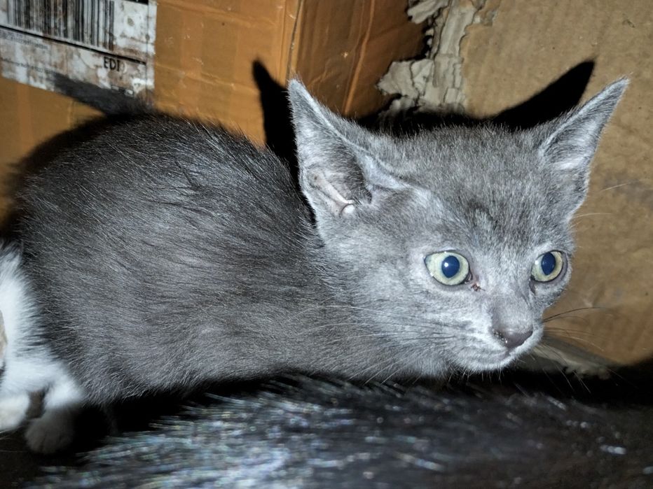 Gatinhos para adoção