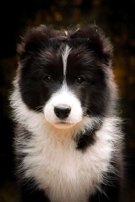 Piękny PIESEK border collie z metryką ZWIĄZKU Kynologicznego w