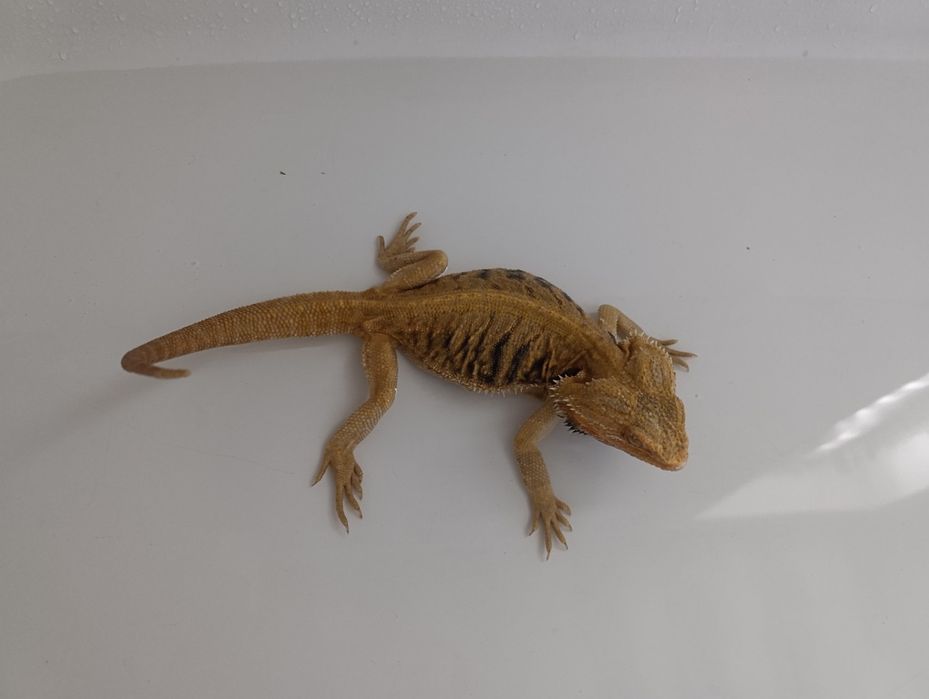 Terrarium z Agamą brodatą + GRATISY
