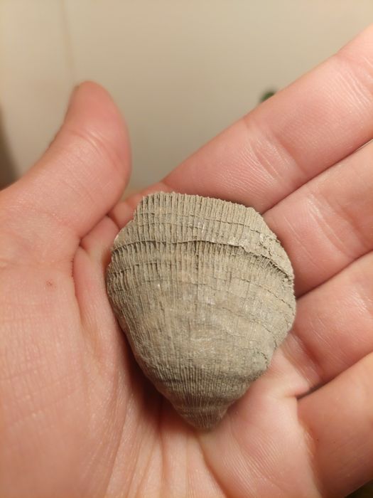 Fóssil coral solitário