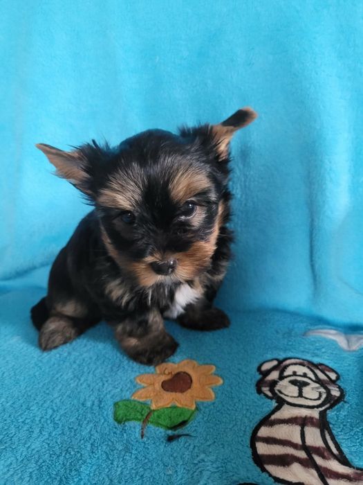 Yorkshire Terrier
