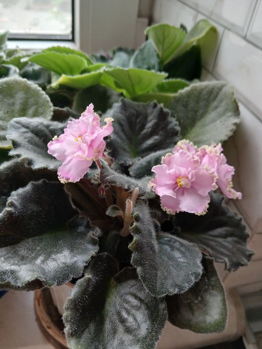 Продам домашній кетчуп, дорослі фіалки, очиток, (зайчья капуста)