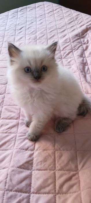 Cudny kocurek ragdoll