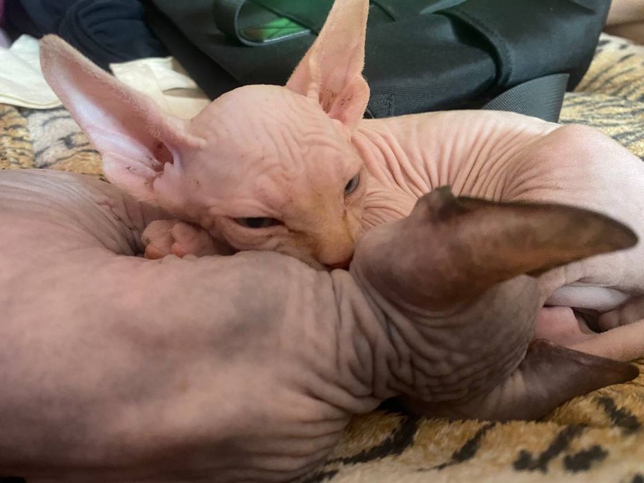 Кошеня сфінкса( хлопчик)