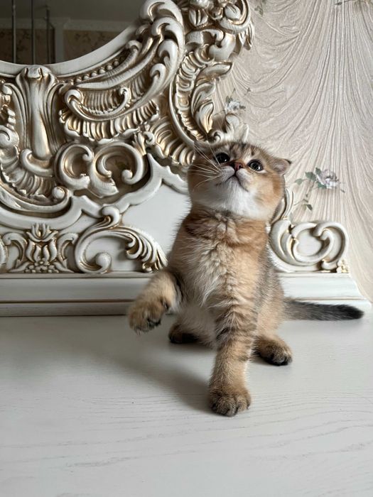 Шотландський висловухий хлопчик золота шиншила; Шотландські кошенята