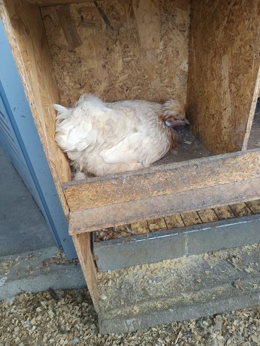 Sedosas variadas e galinhas frisadas