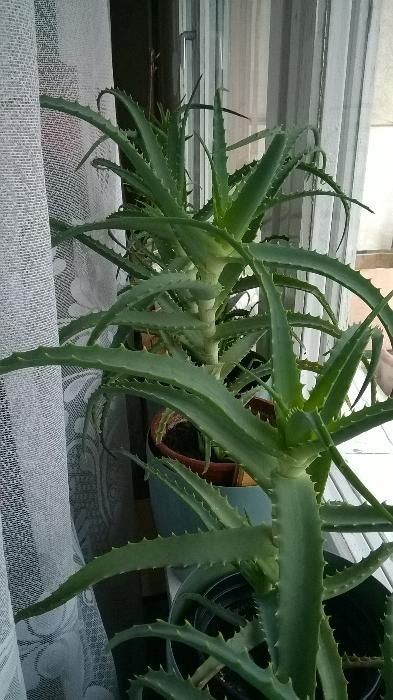 Aloes leczniczy drzewiasty,  50 zł