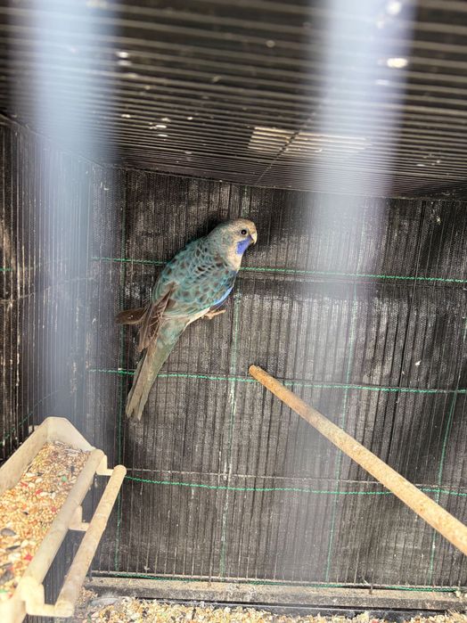 Vendo rosela azul