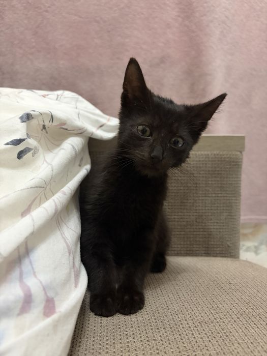 Кошеня приблизно 1 місяць