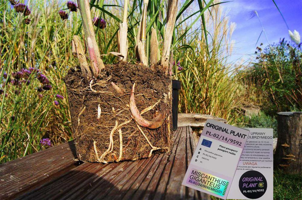 Miskant Olbrzymi Giganteus na żywopłot -Donice 3L   XXL Oryginalne !!!